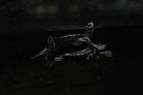a turtle swimming in the water